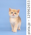 British golden chinchilla, ginger kitten on a blue background. Studio shooting 129962653
