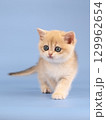British golden chinchilla, ginger kitten on a blue background. Studio shooting 129962654