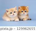 Two cute kittens on a blue background. British Golden Chinchilla, Red Kittens 129962655