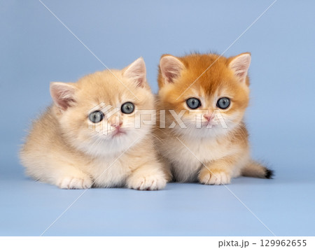 Two cute kittens on a blue background. British Golden Chinchilla, Red Kittens 129962655