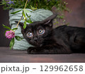 A small black kitten with huge green eyes poses with flowers on a brown background. Studio shooting 129962658