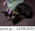 A small black kitten with huge green eyes poses with flowers on a brown background. Studio shooting 129962659