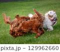 A few dogs are playing merrily on the green lawn, Labradoodles are happily running and jumping 129962660