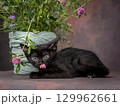 A small black kitten with huge green eyes poses with flowers on a brown background. Studio shooting 129962661