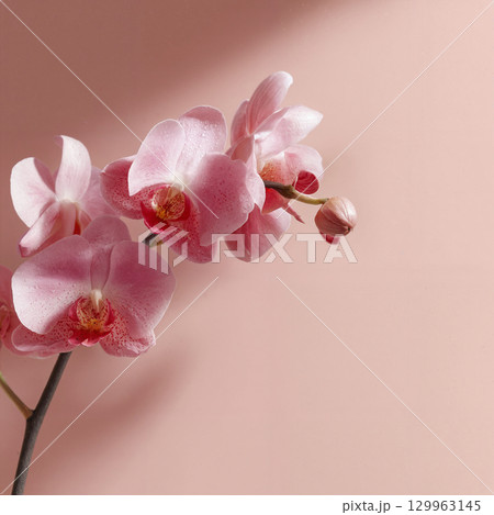 pink orchid on a pink background pink orchid on a pink background 129963145