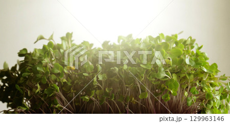 Bunch Of  Microgreens In Front Of Sunlight Isolated Stock Photo 129963146