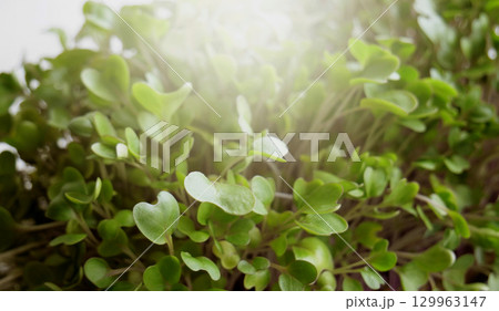 Microgreen leaves under the rays of the rising sun macro shot stock photo  129963147