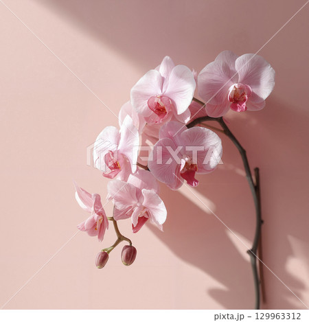 Elegant branch of a blooming pink Phalaenopsis orchid with water drops on a soft beige background. 129963312