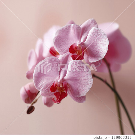 orchid flowers in spa 129963313