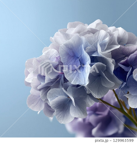 Blue Hydrangea Bouquet Isolated on White 129963599