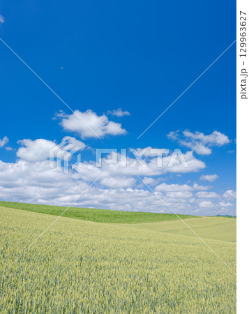 北海道美瑛_小麦畑の風景 北海道美瑛_小麦畑の風景 129963627