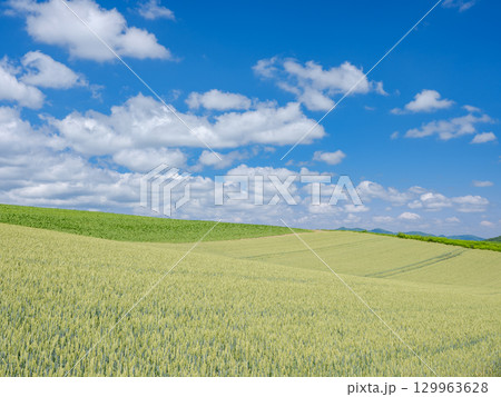 北海道美瑛_小麦畑の風景 北海道美瑛_小麦畑の風景 129963628
