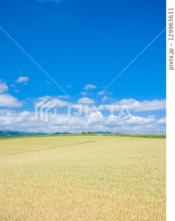北海道美瑛_小麦畑の風景 129963631