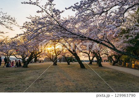 鳥取城跡（久松公園）夕暮れの二ノ丸三階櫓跡と満開の桜 129963790