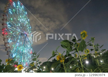 イルミネーションで彩られた大観覧車とひまわり イルミネーションで彩られた大観覧車とひまわり 129963974