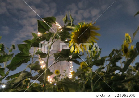 夏の夜に咲く向日葵と大観覧車 夏の夜に咲く向日葵と大観覧車 129963979