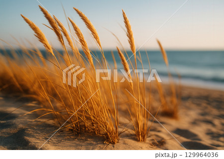 Golden Beach Dune Grasses Swaying At Sunset By The Sea Golden Beach Dune Grasses Swaying At Sunset By The Sea 129964036