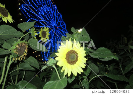 夏の夜に咲く向日葵と大観覧車 129964082