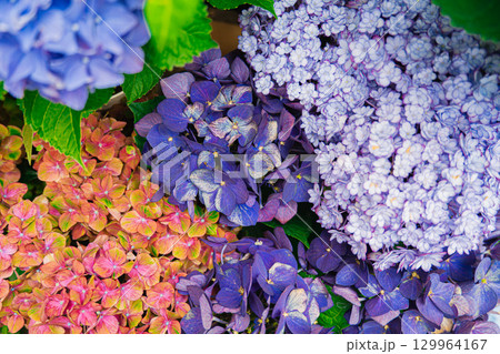 色とりどりの紫陽花 129964167