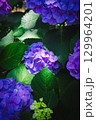 紫陽花 129964201