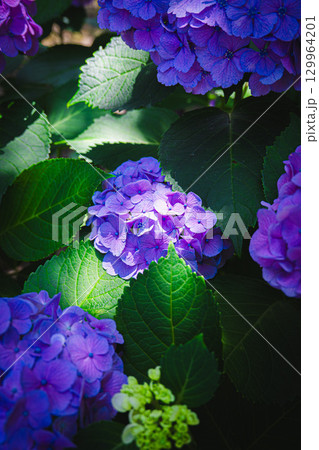 紫陽花 129964201