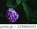 紫陽花 129964202