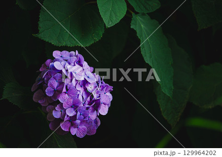 紫陽花 紫陽花 129964202