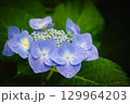 紫陽花 129964203