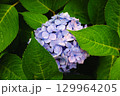 紫陽花 129964205