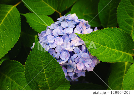 紫陽花 紫陽花 129964205