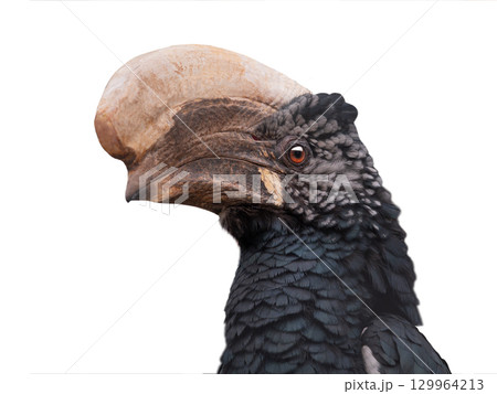 hornbill isolated on white background 129964213