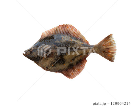 European Flounder isolated on white background 129964214