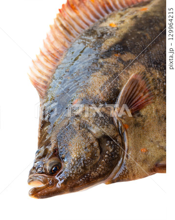 European Flounder isolated on white background European Flounder isolated on white background 129964215