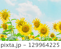 青空と向日葵 129964225
