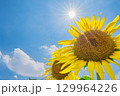太陽とひまわり 129964226