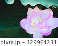 蓮の花 129964231