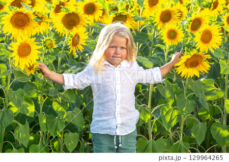 Young child enjoys sunflower field on a sunny day, surrounded by vibrant flowers Young child enjoys sunflower field on a sunny day, surrounded by vibrant flowers 129964265