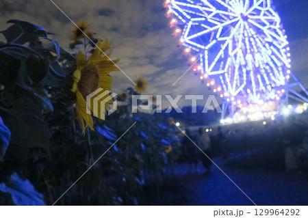 夏の夜に咲く向日葵 129964292