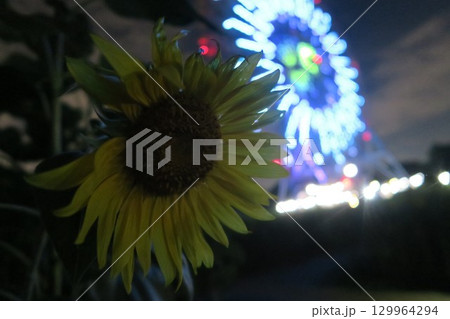 夏の夜に咲く向日葵と大観覧車 夏の夜に咲く向日葵と大観覧車 129964294