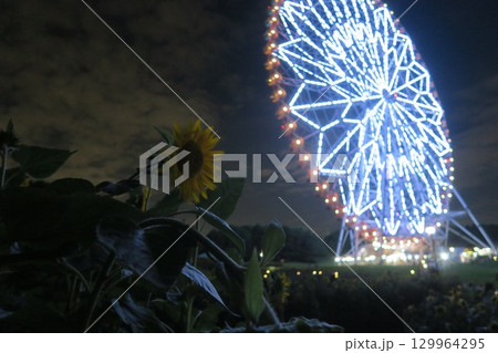 大観覧車のある夜景とひまわり 129964295
