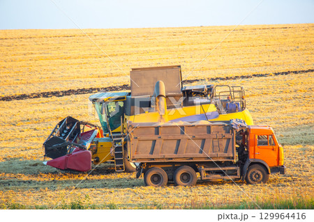 Farm machinery works together during harvest at golden hour in rural farmland 129964416