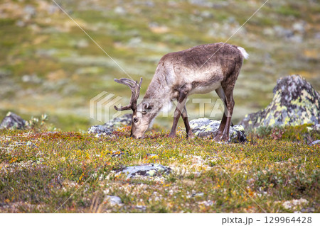 Grazing reindeer in scenic Norwegian landscape during summer day 129964428