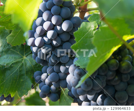 Vineyards in summer harvest. Large bunches of red wine grapes. Vineyards in summer harvest. Large bunches of red wine grapes. 129964633