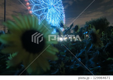 イルミネーションに照らされたひまわり イルミネーションに照らされたひまわり 129964671