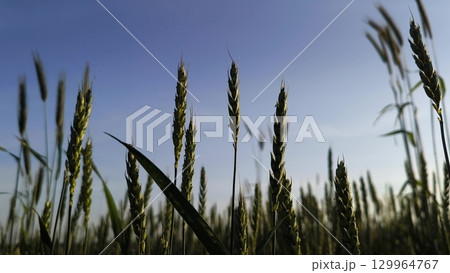 juicy green wheat spikelets in summer close-up. Wheat field in summer, harvest, sowing, evening 129964767