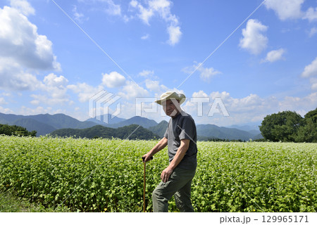 杖を使用してソバ畑を散策している老人 杖を使用してソバ畑を散策している老人 129965171