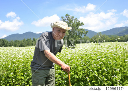 杖を使用してソバ畑を散策している老人 129965174