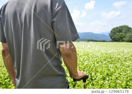 杖を使用してソバ畑を散策している老人 129965178