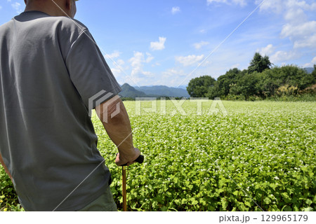 杖を使用してソバ畑を散策している老人 129965179