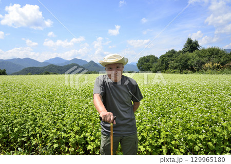 杖を使用してソバ畑を散策している老人 129965180